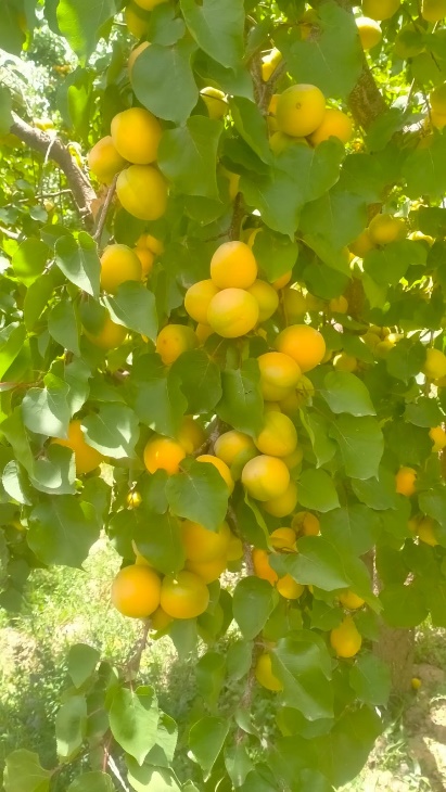 Prunus armeniaca Prunus armeniaca